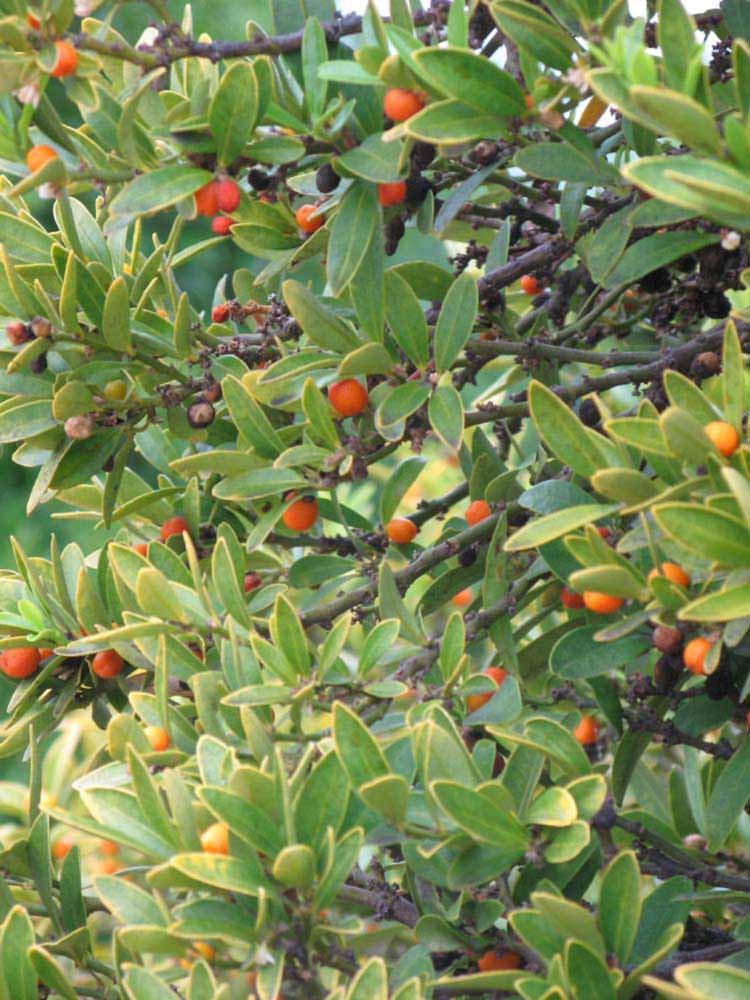              Sun leaves (Riverside, CA)       